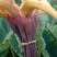 芋头花