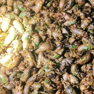 蝉蛹