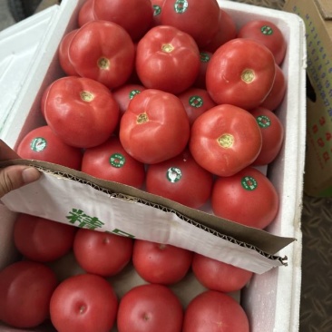 西红柿光果大量上市、各种规格质量都有、包装全