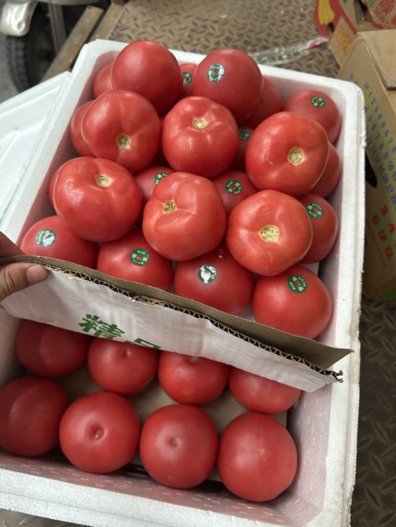 西红柿光果大量上市、各种规格质量都有、包装全