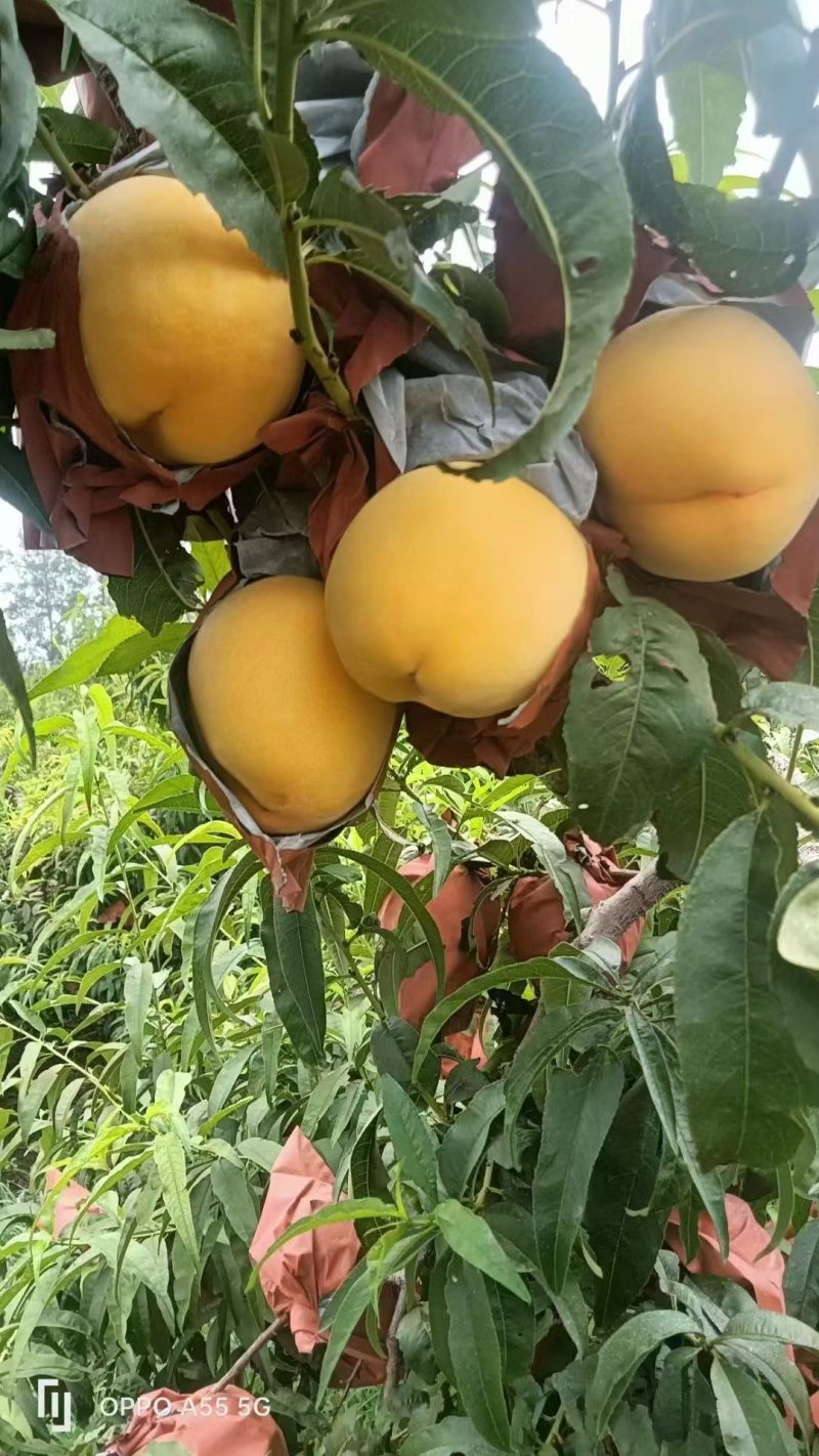 锦绣黄桃大量现货