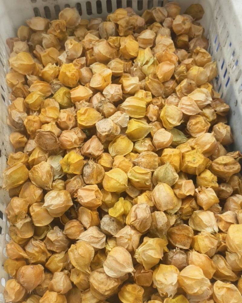 灯笼果