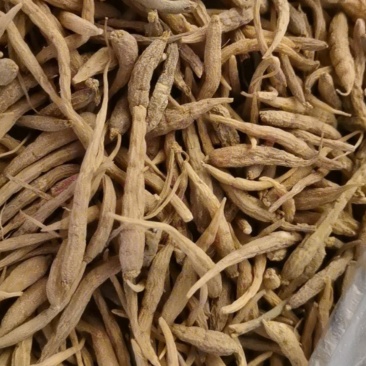 贵州太子参