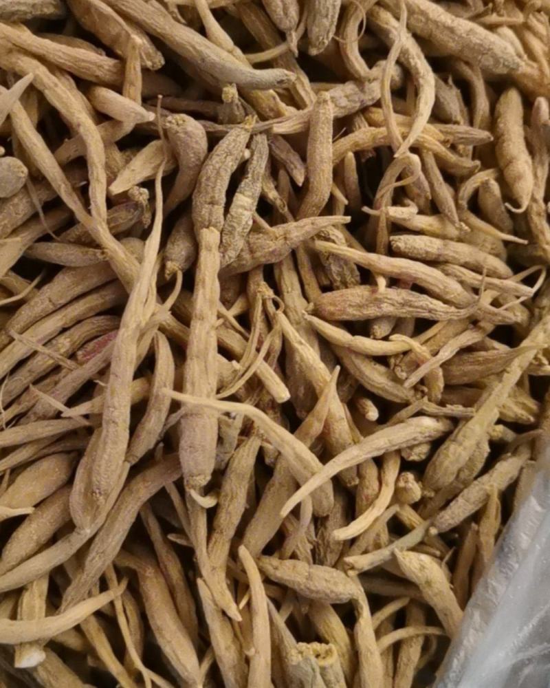 贵州太子参