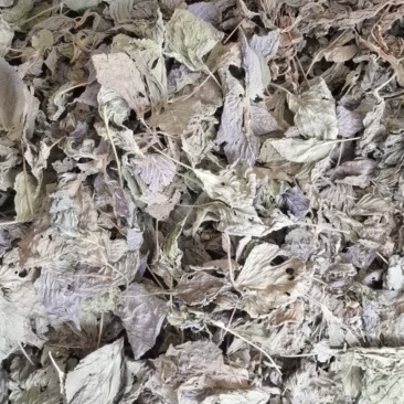 紫苏