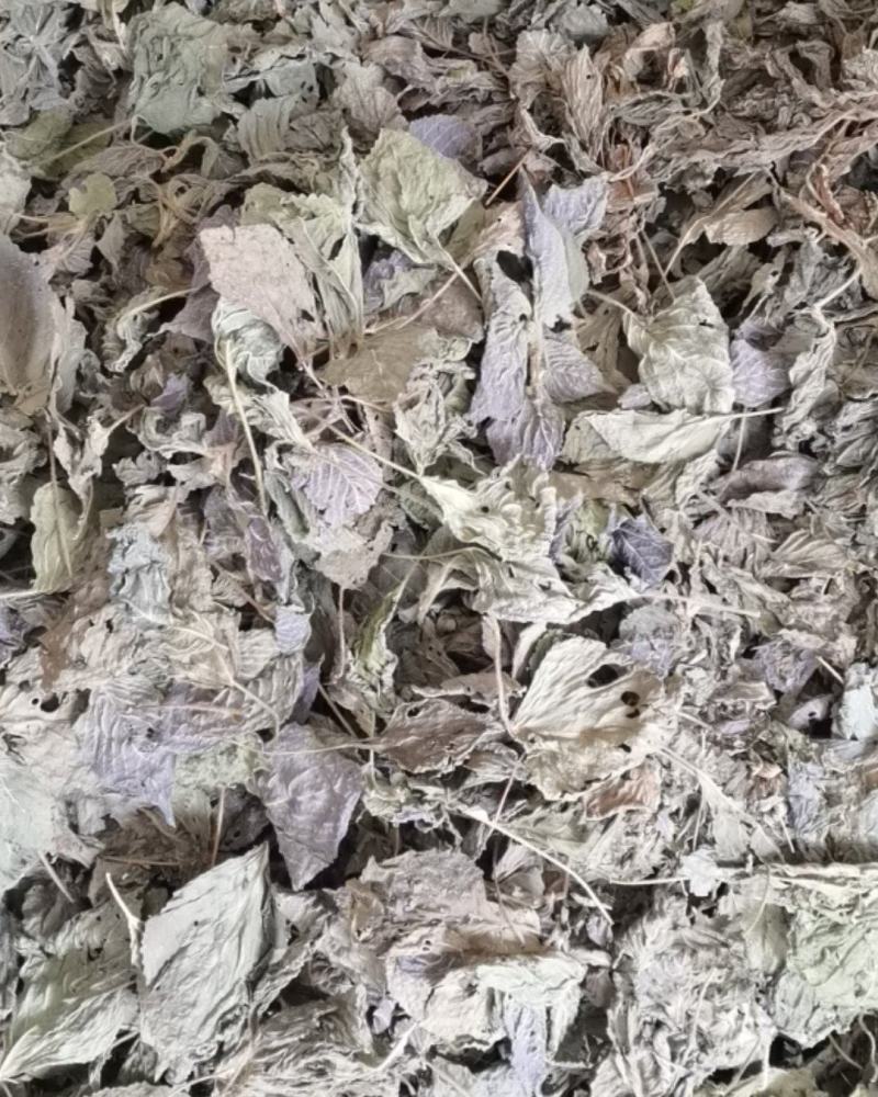 紫苏