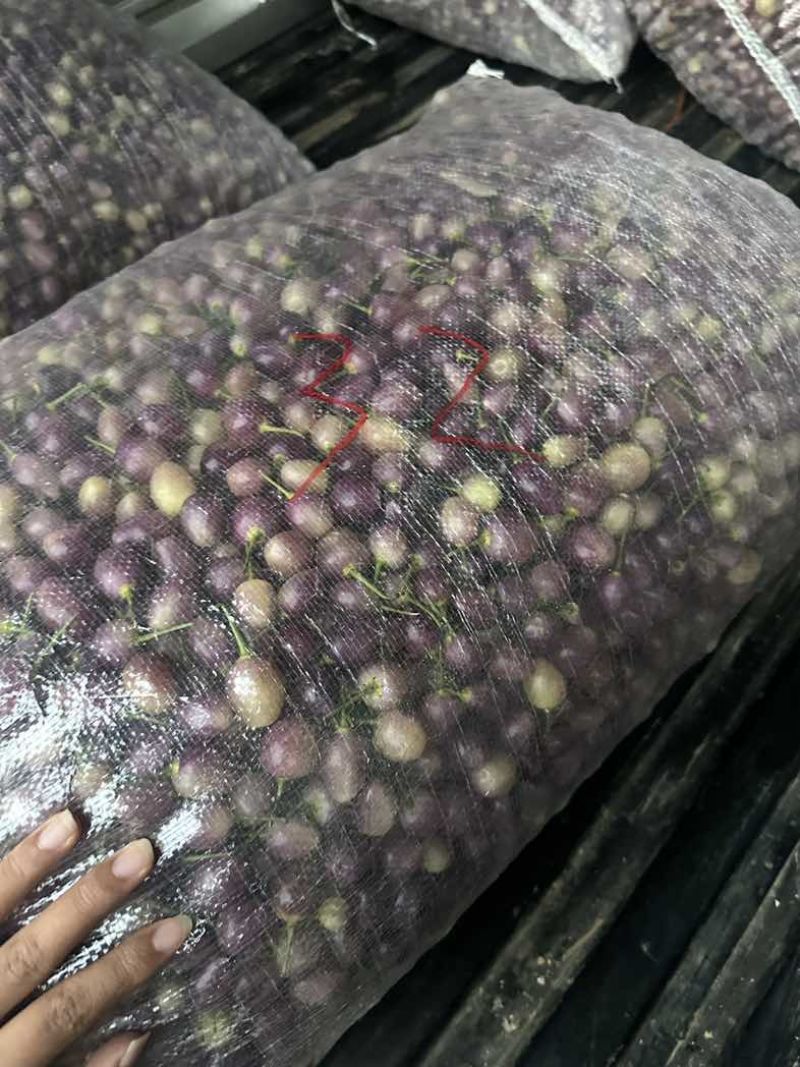 云南七彩椒统货质量超好