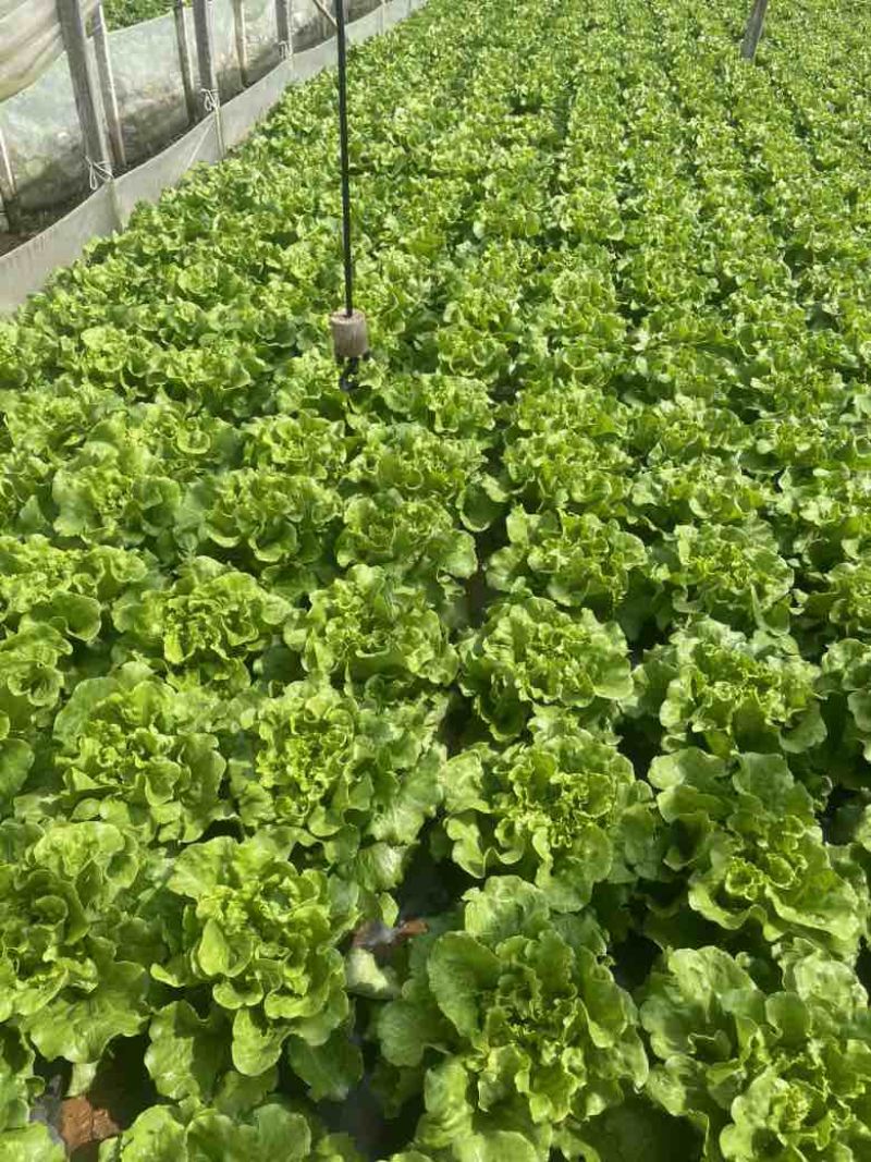 意大利生菜