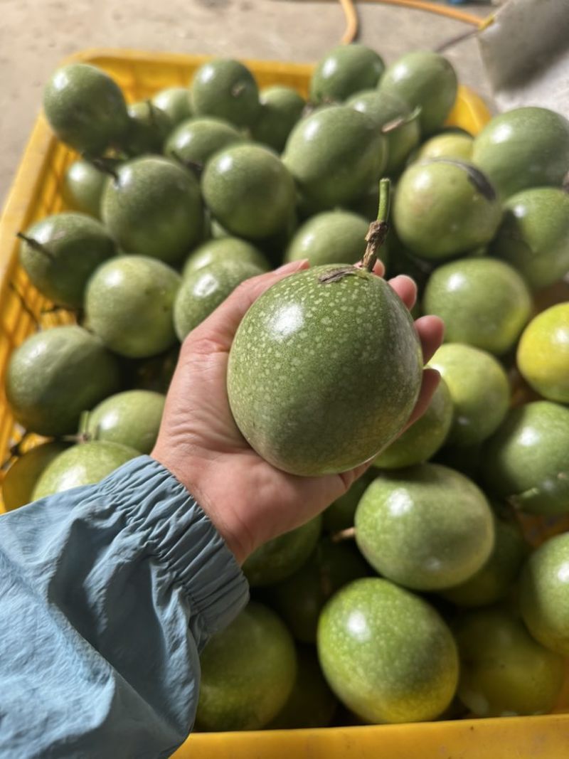 广西桂林黄金百香果大量现货