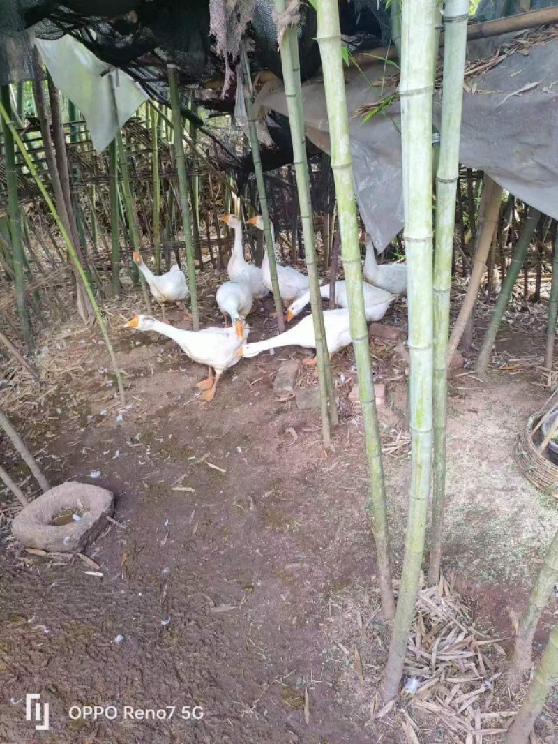 90天以上乳鹅活重9-10斤，8个月老鹅活重7-8斤，只发重