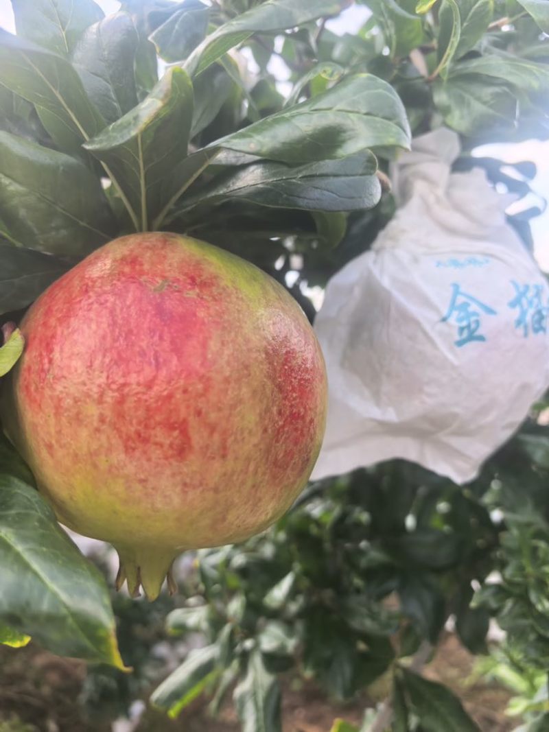 会理突尼斯软籽石榴一件代发抖音电商拼多多视频号一件代发。