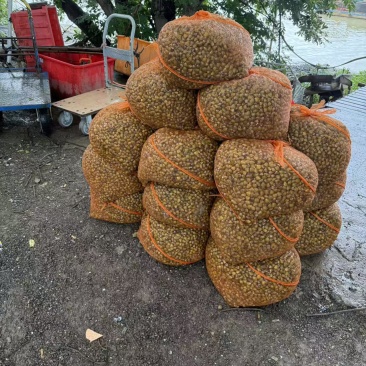 闽江河蚬