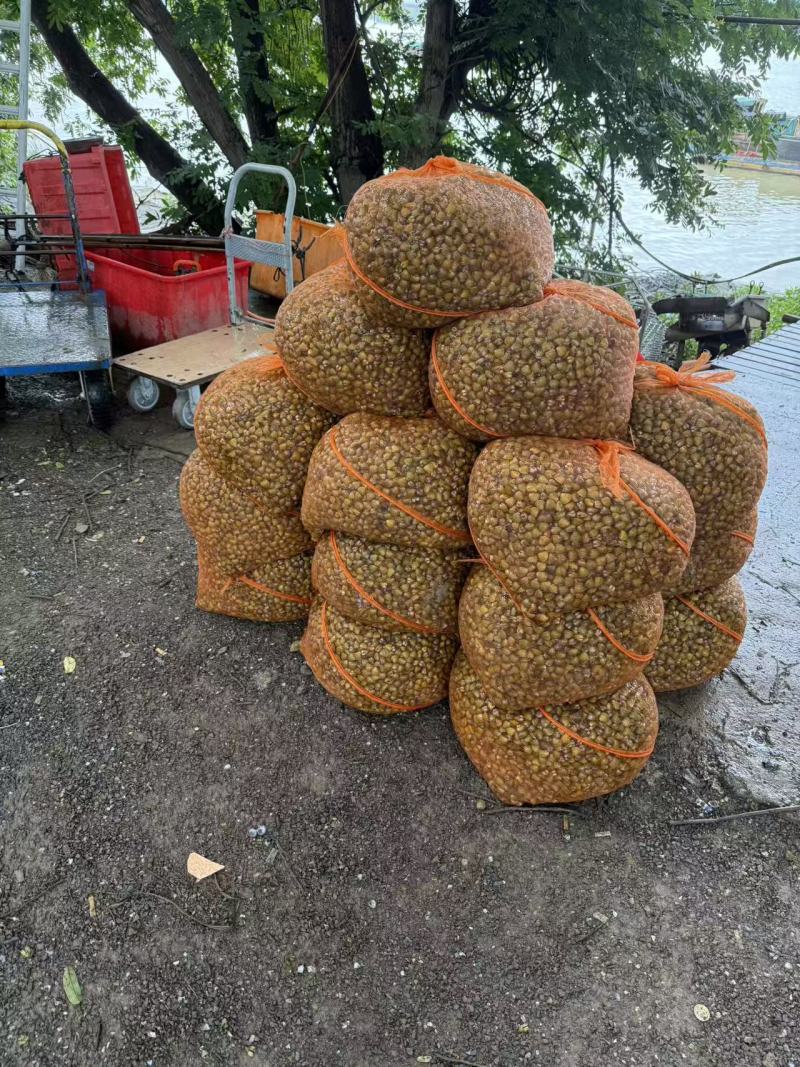 闽江河蚬