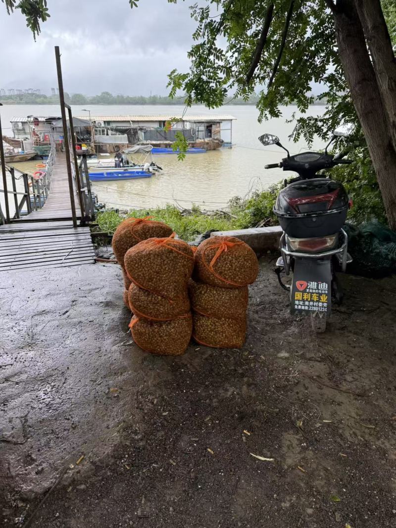 闽江河蚬