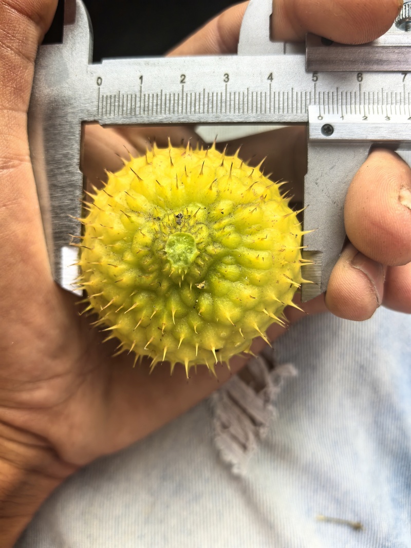 贵州刺梨鲜果