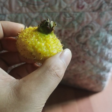 刺梨