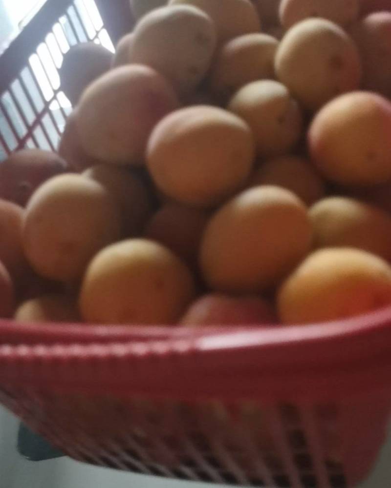 黄金西梅