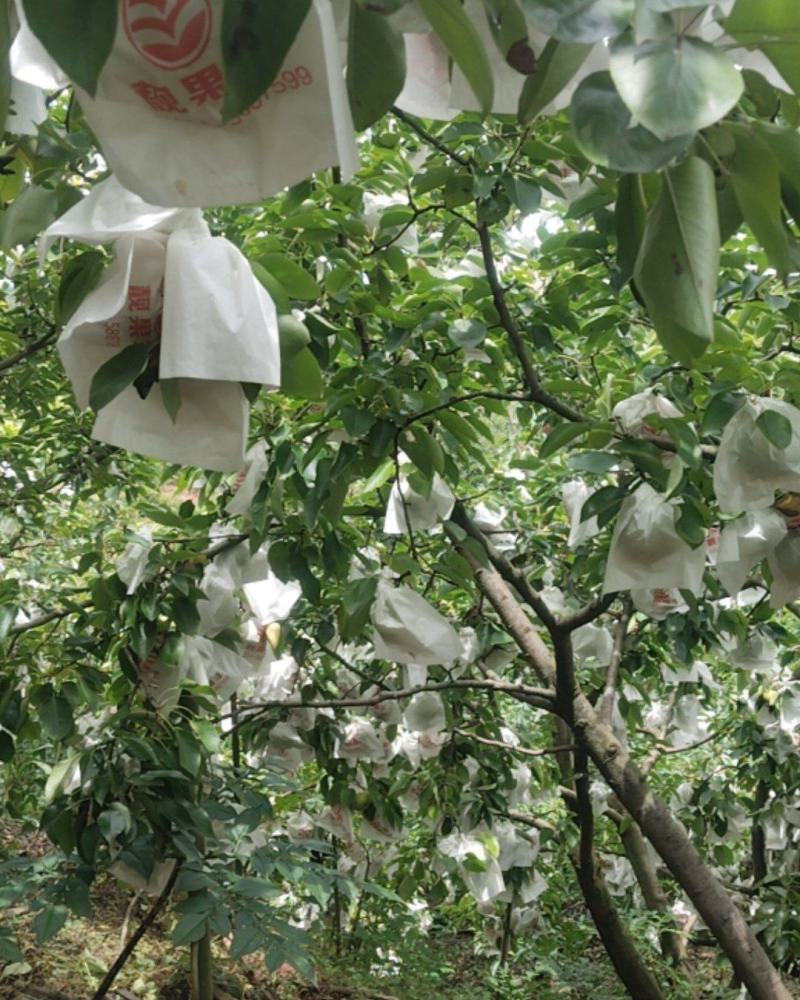 四川凉山会理县黄虎屯花红梨，礼品果。