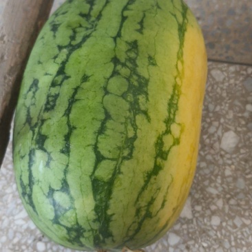 绿爽西瓜