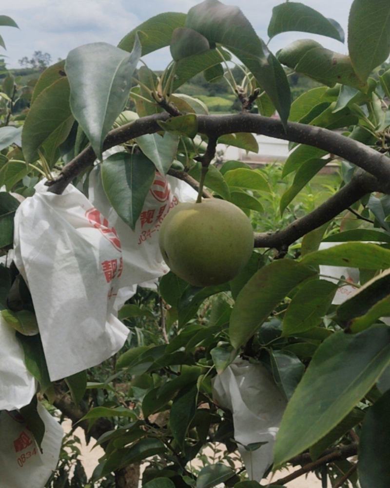 四川凉山会理县黄虎屯花红梨，礼品果。