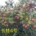 新鲜油茶果，出油率高