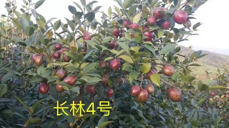 新鲜油茶果，出油率高