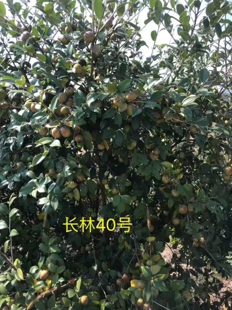 新鲜油茶果，出油率高