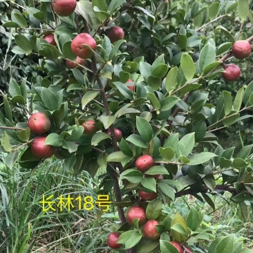 新鲜油茶果，出油率高