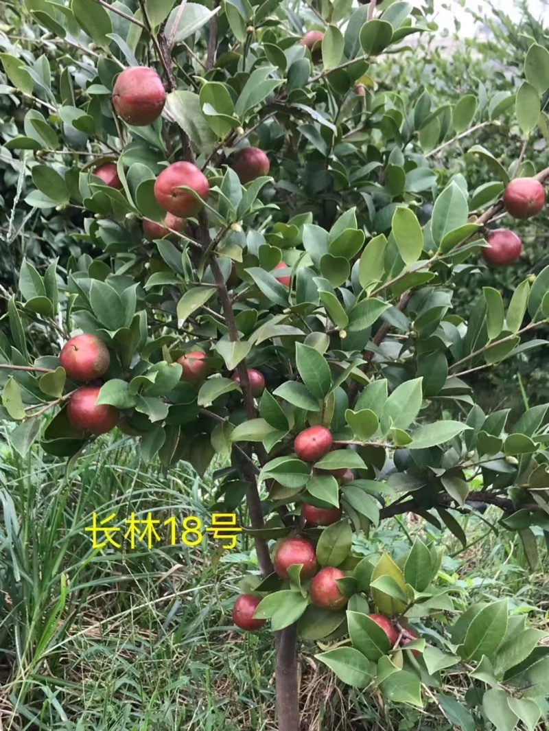 新鲜油茶果，出油率高