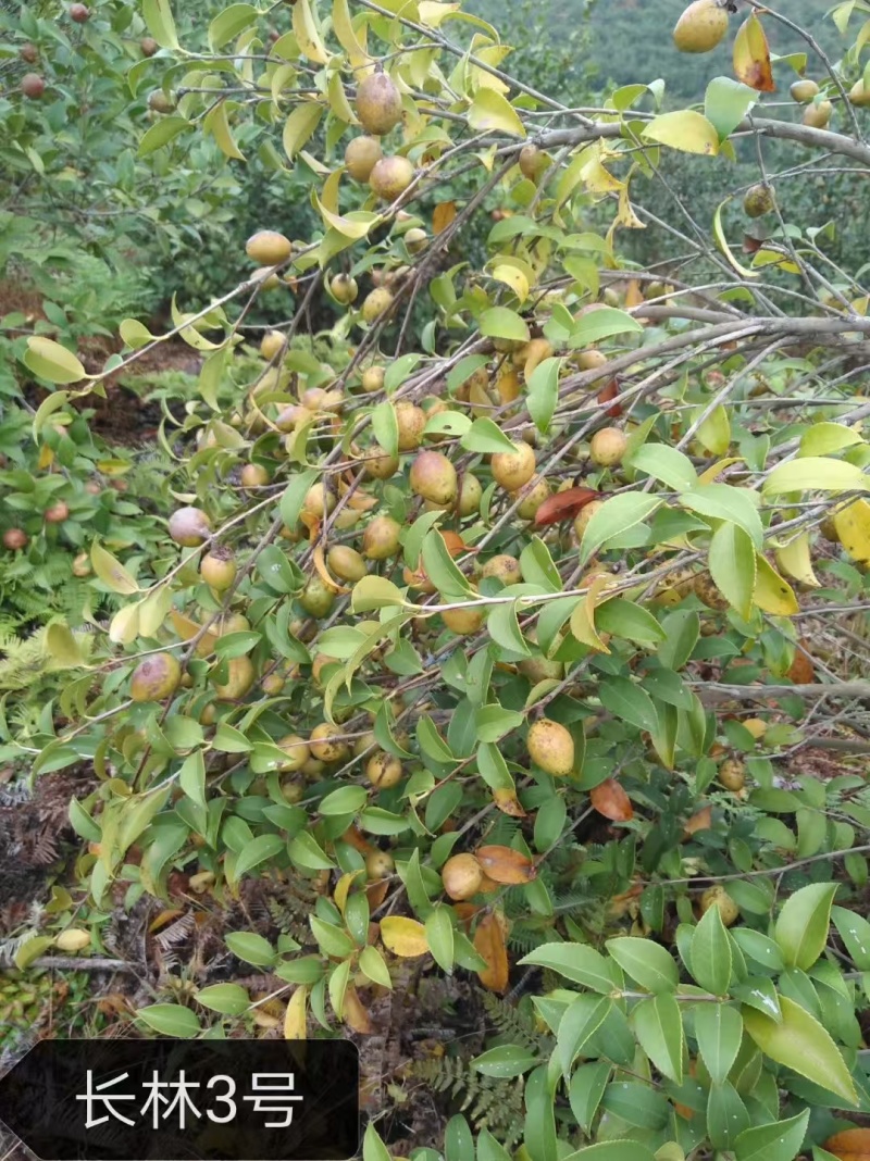 新鲜油茶果，出油率高