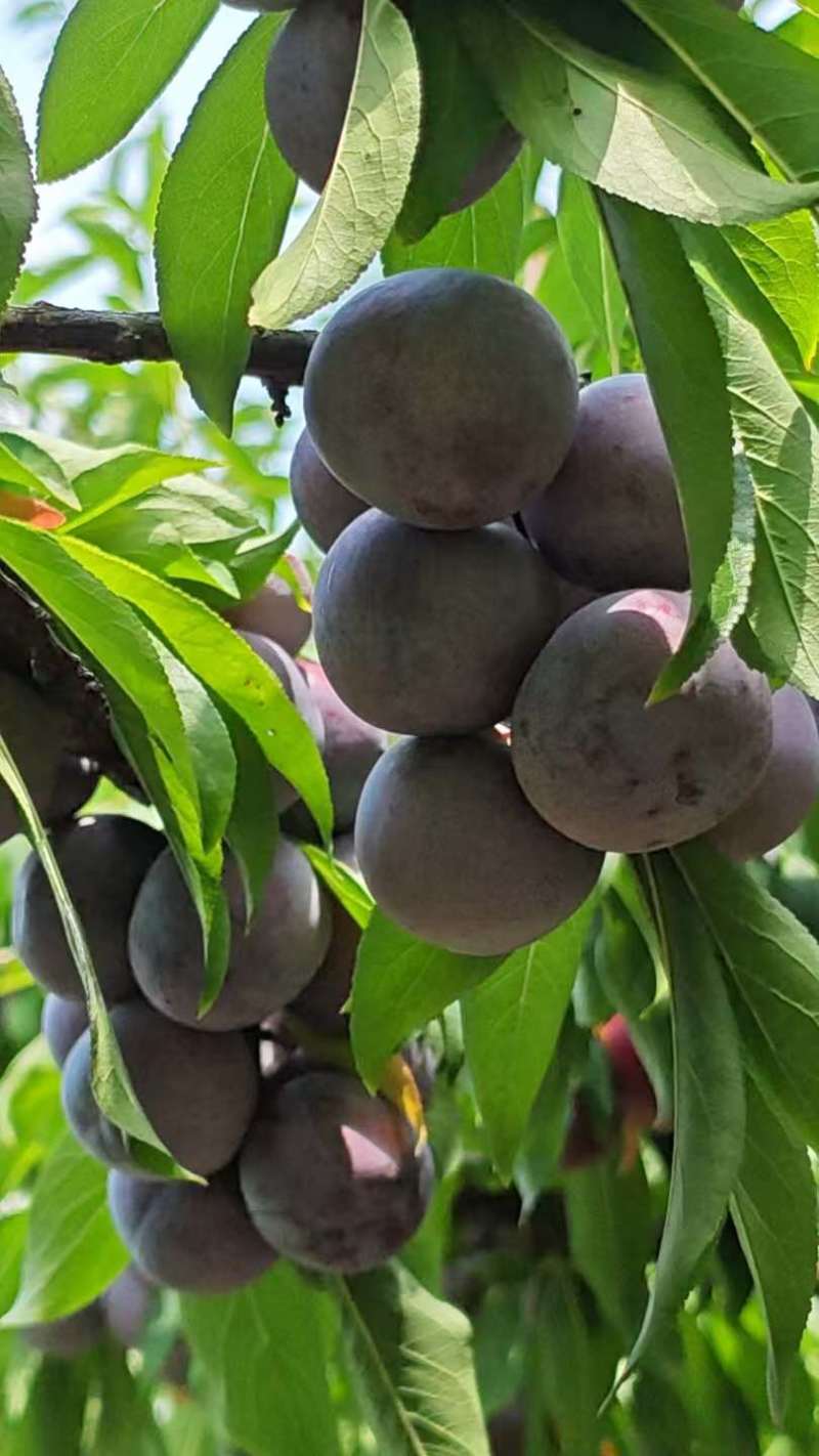 精品货翠红李大量上市了