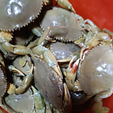 青蟹