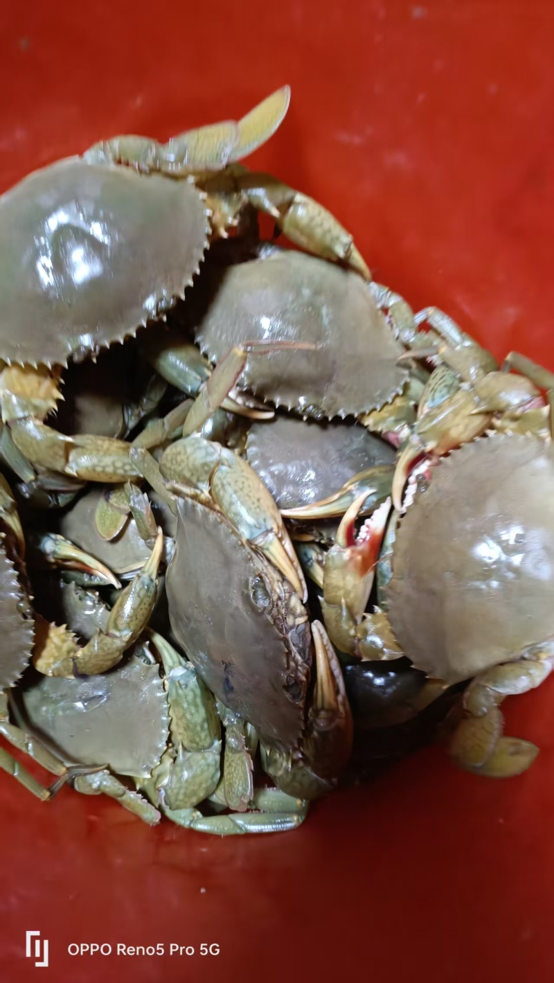 青蟹