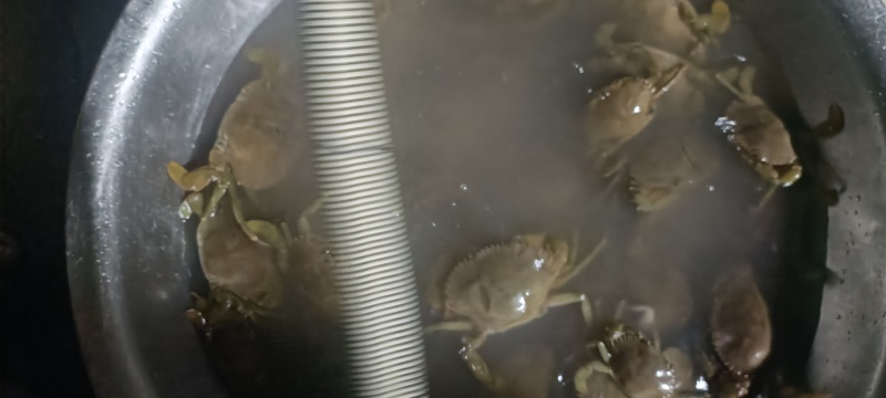青蟹