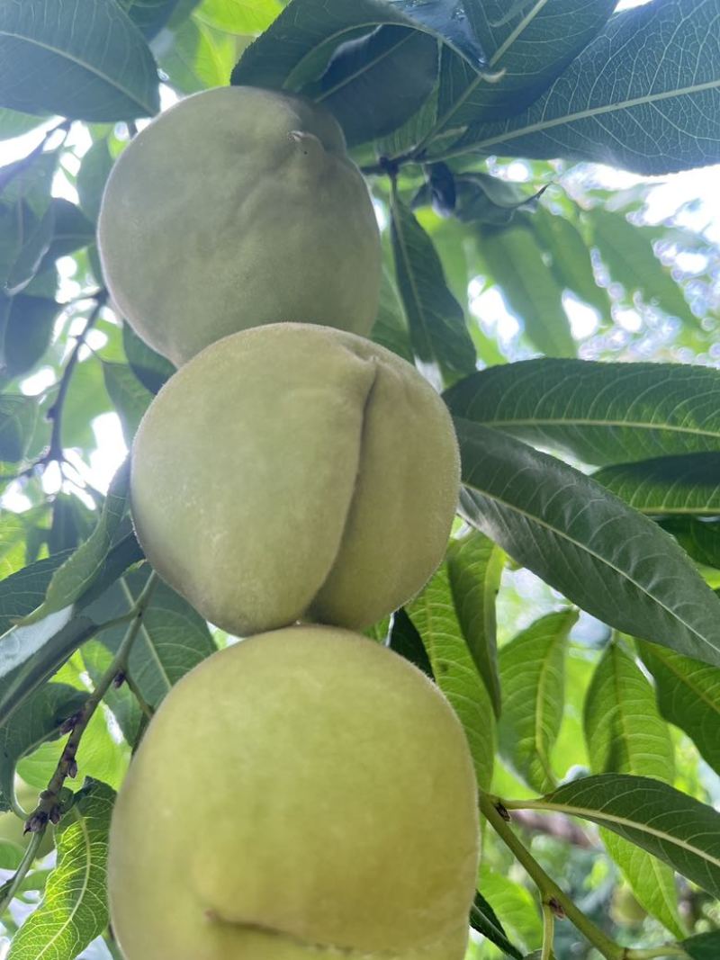 脆蜜桃