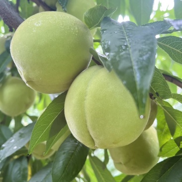 脆蜜桃