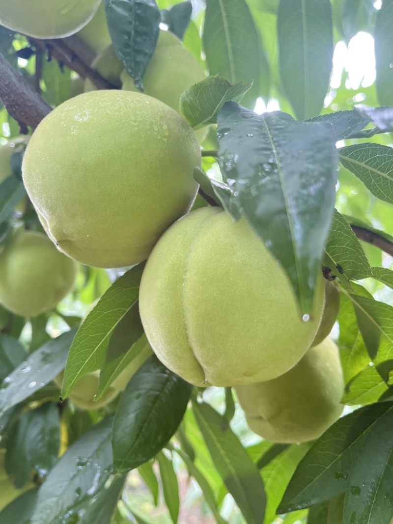 脆蜜桃