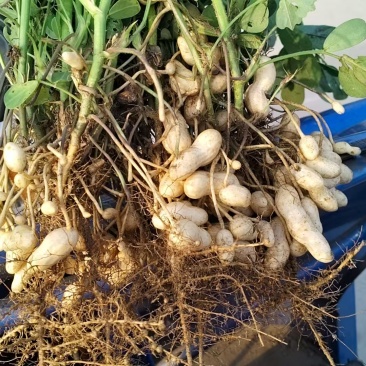 干湿沙地白花生
