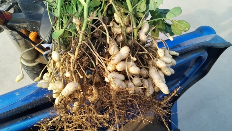 干湿沙地白花生