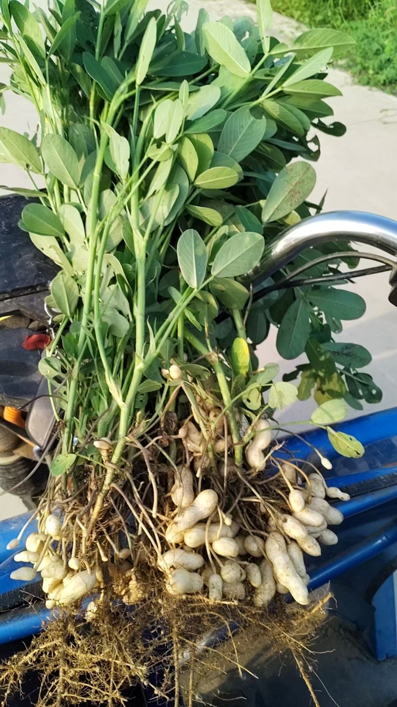 干湿沙地白花生