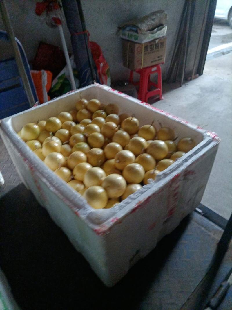 黄金百香果