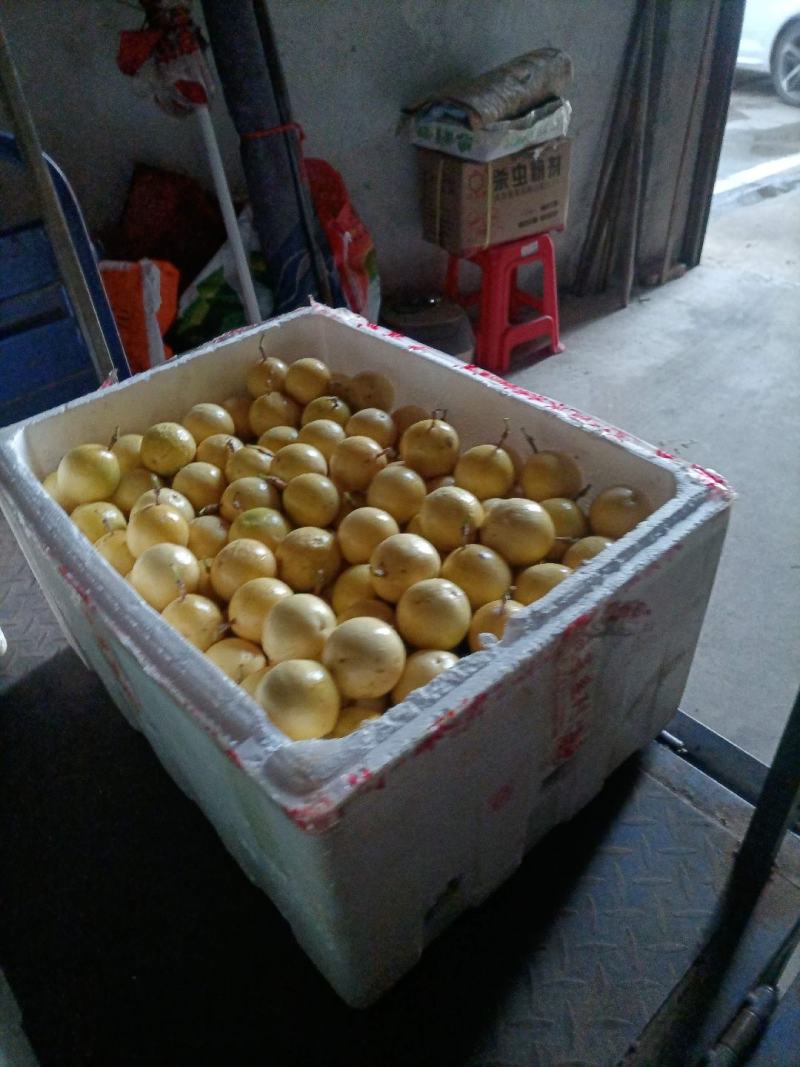 黄金百香果