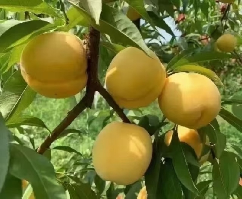 重庆奉节高山黄桃