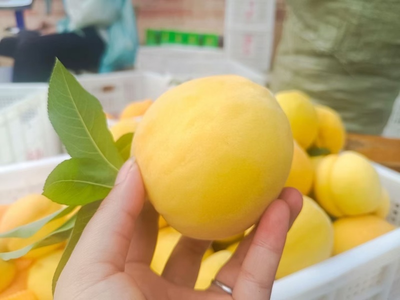 重庆奉节高山黄桃