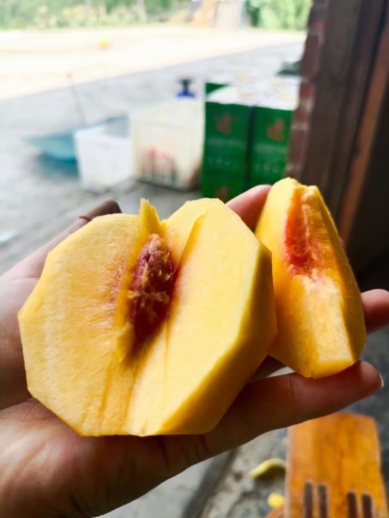 重庆奉节高山黄桃