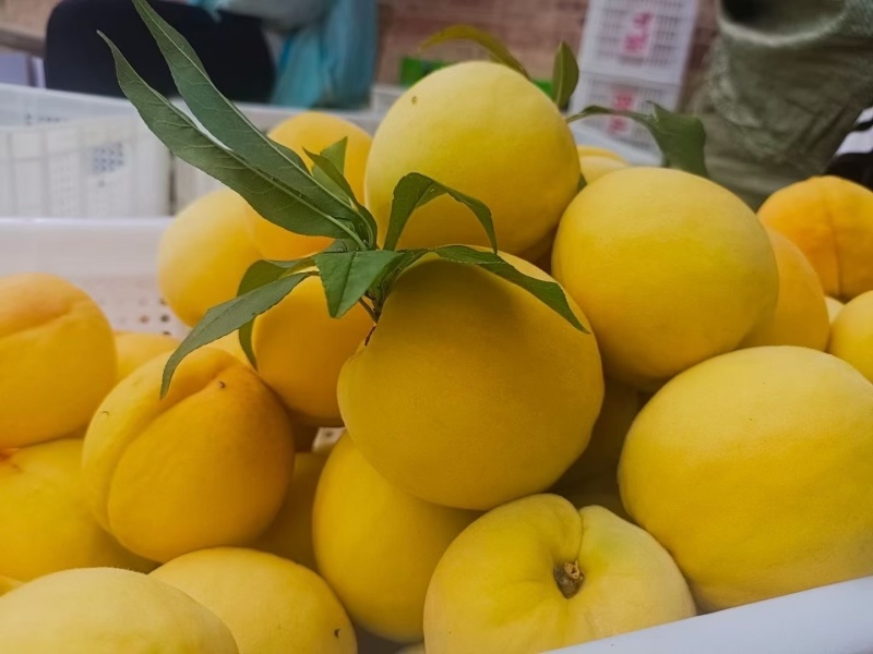 重庆奉节高山黄桃