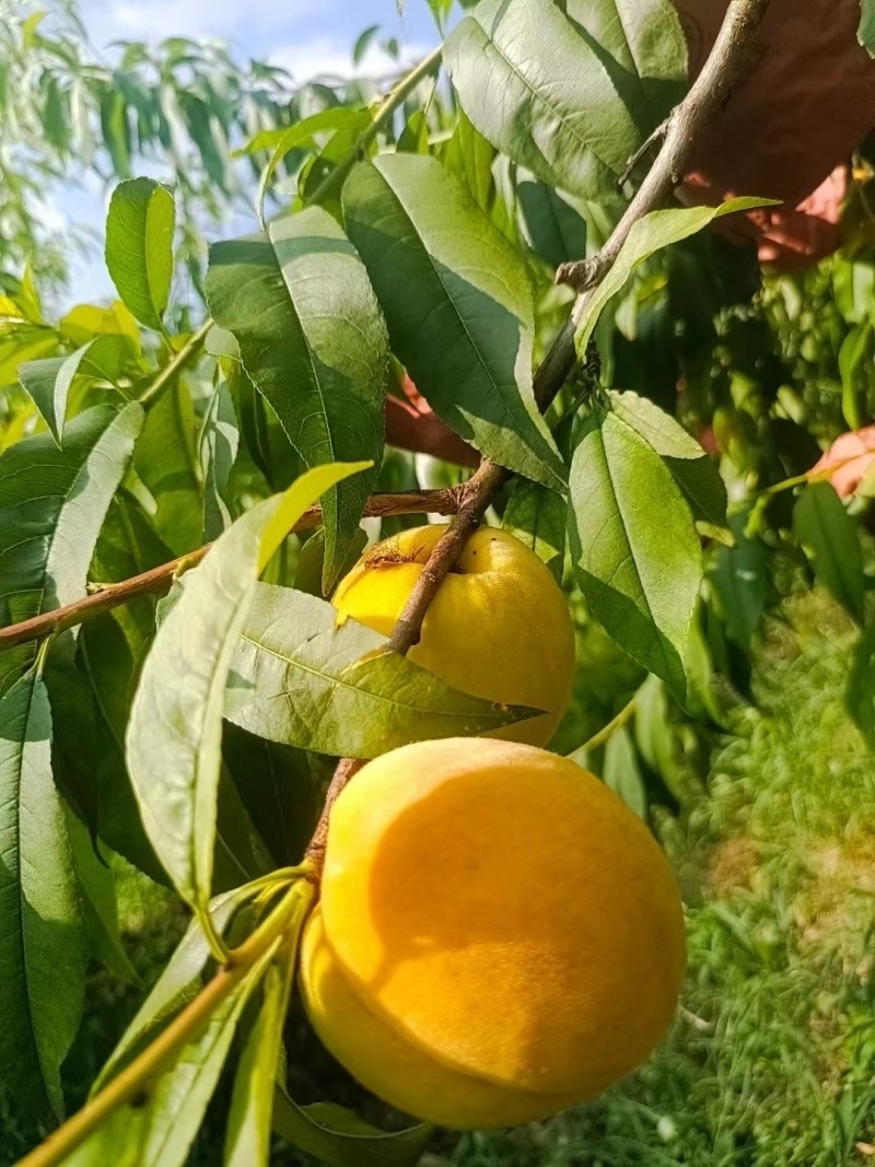 重庆奉节高山黄桃