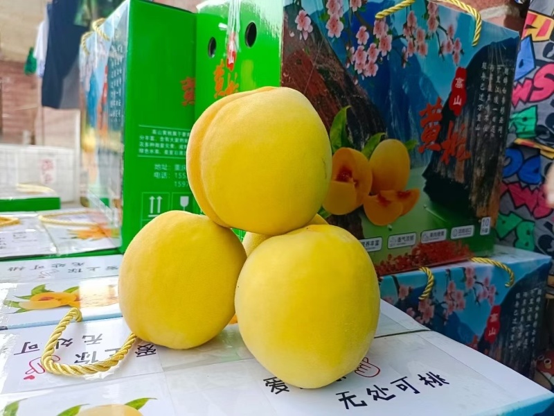 重庆奉节高山黄桃