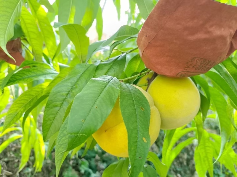 重庆奉节高山黄桃