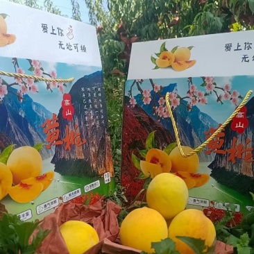 重庆奉节高山黄桃